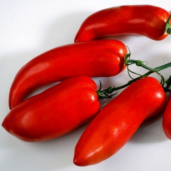 Tomāti CORNABEL F1 100 gab Vilmorin